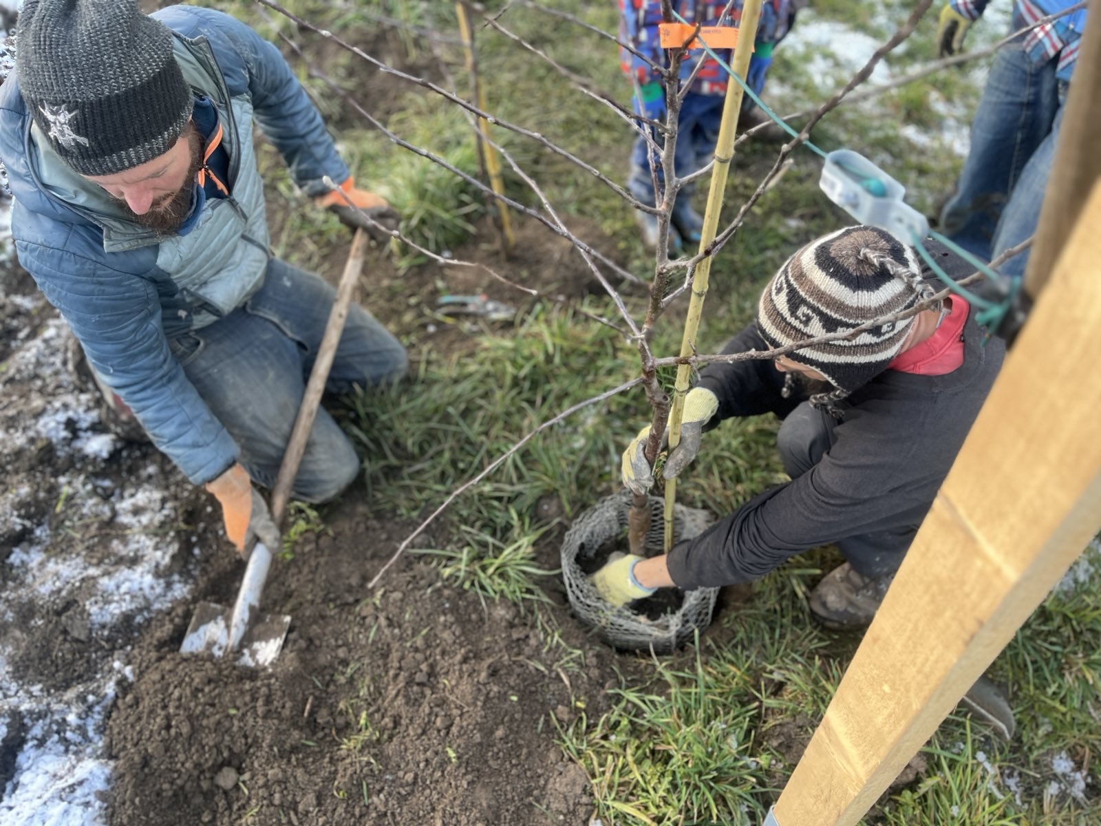 Read more about the article WE MOVE NOW pflanzt lokal Bäumchen und unterstützt nachhaltige Projekte des Vereins LebensKORB